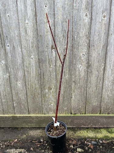Violet willow tree - willow, salix
