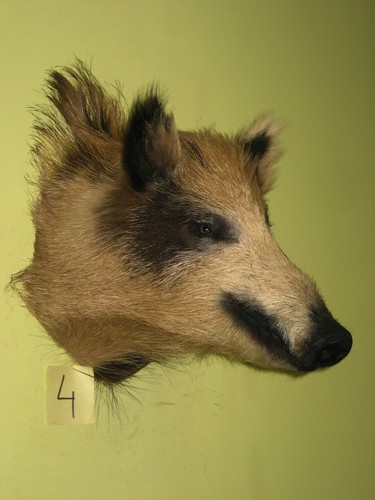 Wild boar head medium - head, spotted