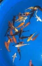 20 x 4-5" Koi Carp A* High