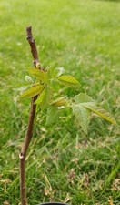 Walnut Tree 30cms Tall