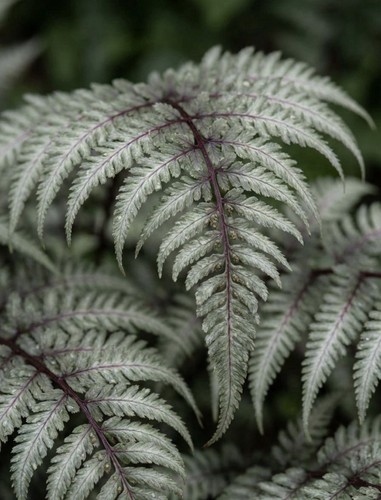 Athyrium niponicum - x,