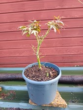 Acer palmatum  Mikawa Yatsubusa in 10L pot ideal bonsai subject  maple