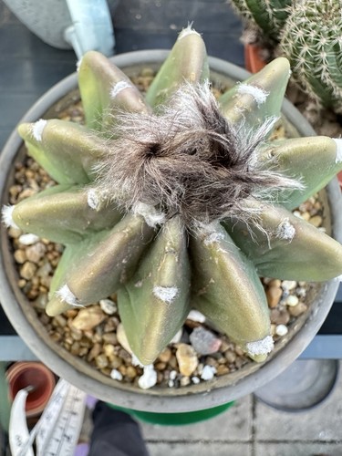 Echinopsis cactus with buds