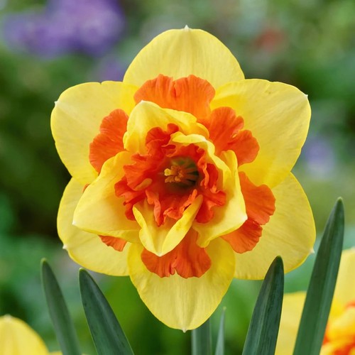 Daffodil narcissus tahiti - narcissus,