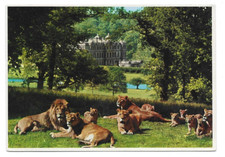 Longleat lions - longleat, of