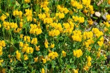 Birdsfoot Trefoil Seed Forage