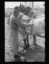 Unharnessing team of horses, Grundy County, Iowa 1940s Old Photo 9