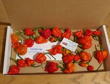 50g Fresh, SMALL, Carolina Reaper Chillies!!! Ready Now!!! Chillikings!!!