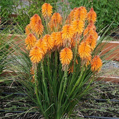 Kniphofia orange popsicle - kniphofia,