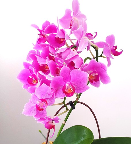 Real mature established purple - mature,
