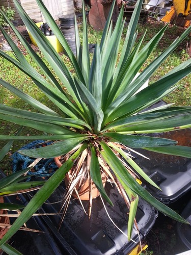 Yucca gloriosa spannish dagger - gloriosa,