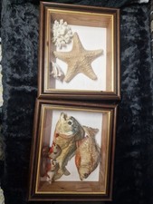 Taxidermy Piranha And Star Fish In Frame Vintage
