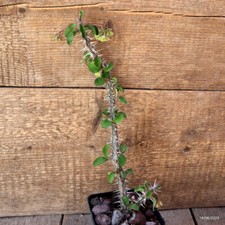 D4696 EUPHORBIA MILII