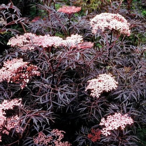 Sambucus nigra black lace - black,