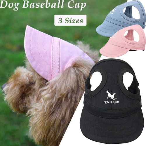 Pet cat dog - dog, outdoor