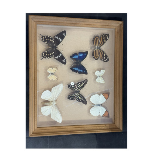 Mounted butterfly taxidermy - mounted,