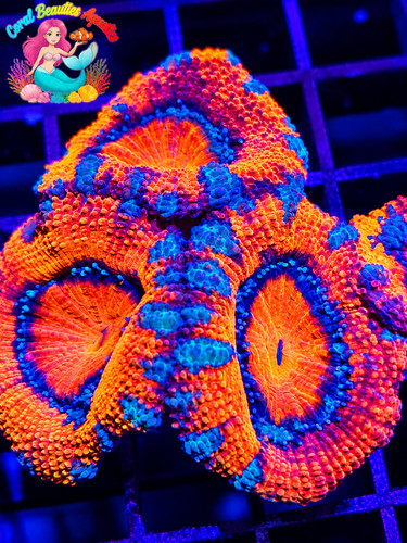Coral beauties aquatics aussie - beauties,