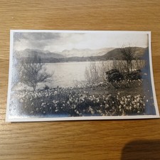 Lake District Daffodils –