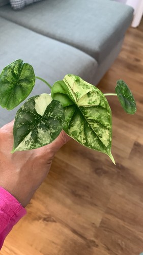 Variegated alocasia dragon - alocasia,
