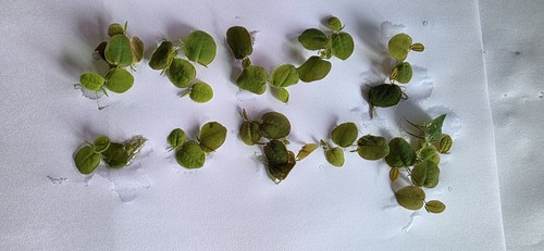 Tropical frogbit pieces - tropical,