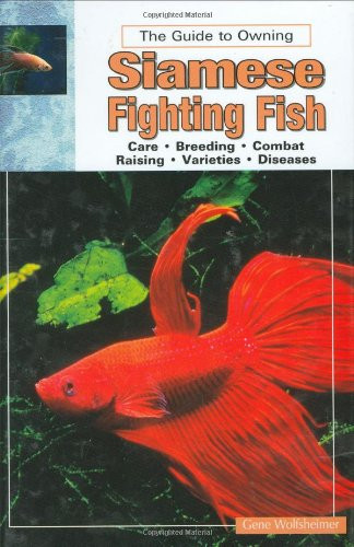 Siamese fighting fish - siamese,
