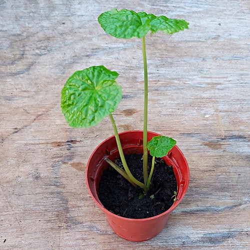Wasabi plants the - plants,, real