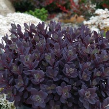 Sedum plum dazzled plant plugs