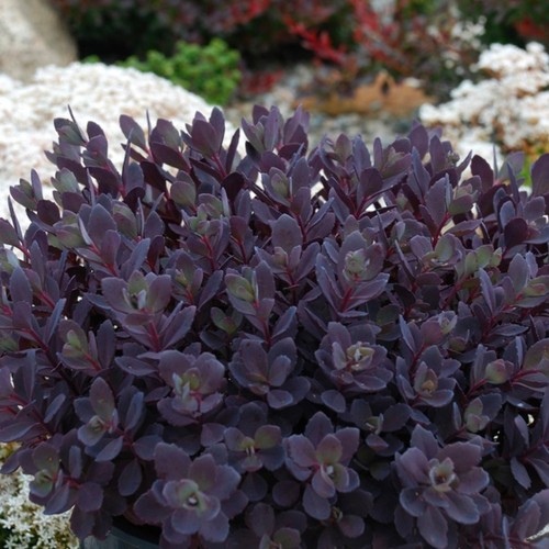 Sedum plum dazzled plant plugs