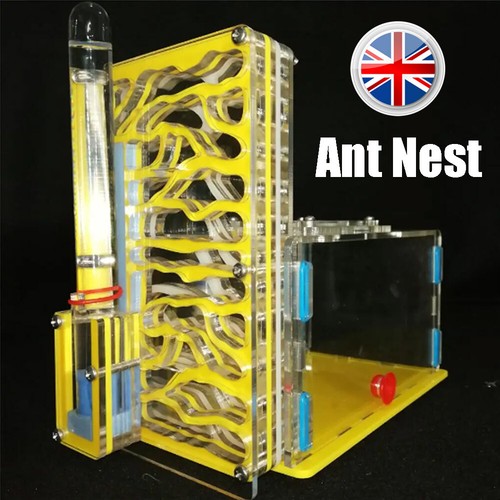 Ant house - ant, with