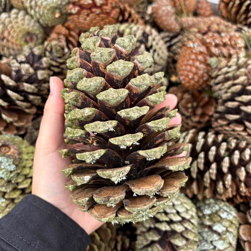 Rustic pinecones mixed for - xl,