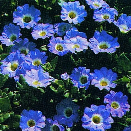 Nolana blue bird succulent - nolana,