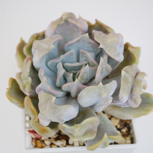 Exact plant echeveria - plant,