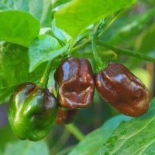 3x Chili Pepper Habanero Chocolate Plug Plants Vegetables -End of April'25