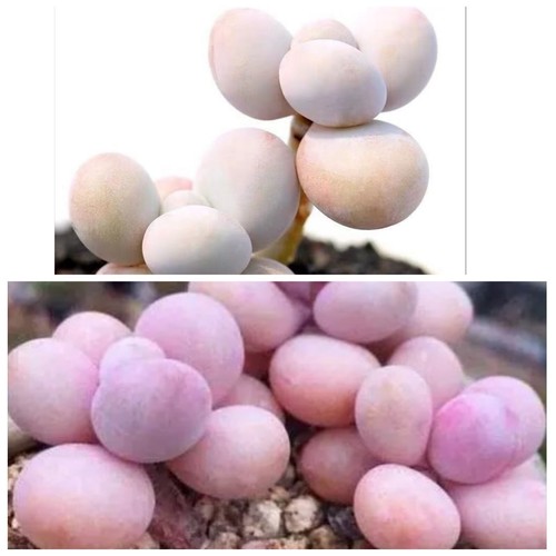 Pachyphytum egg yolk cheese - pachyphytum,
