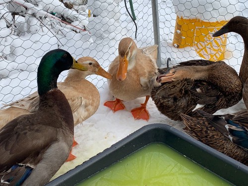 Fresh organic hatching duck - 18,