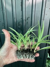 3 x Spider Plant Plugs Chlorophytum Variegatum - House Plant - Bedding Plant
