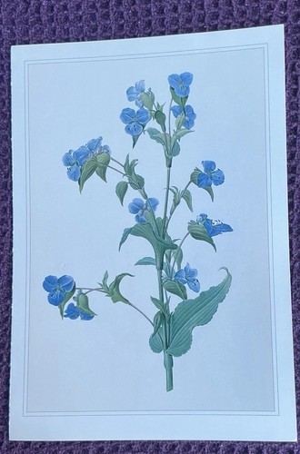 Print tuberous spiderwort - print,
