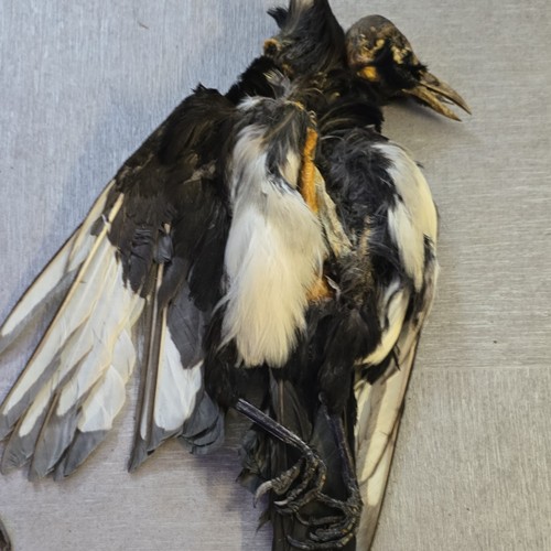 Magpie pelt skin - magpie,