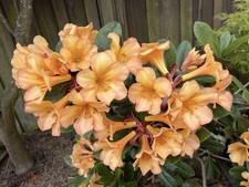 Vireya Rhododendron Harry Wu