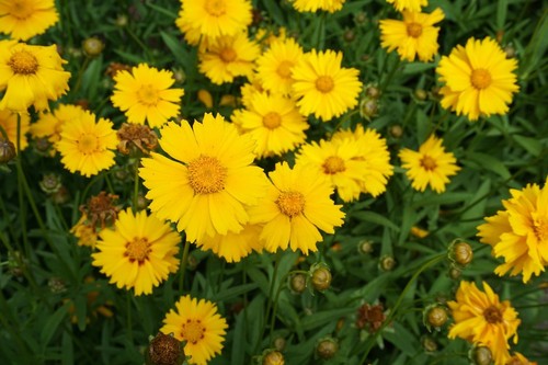 Plug plants coreopsis - 6, x