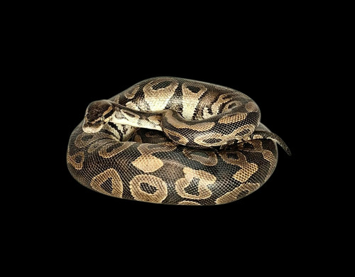 Taxidermy ball python - python, (python