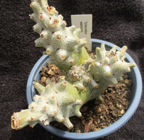 Tylecodon wallichii nice - tylecodon,