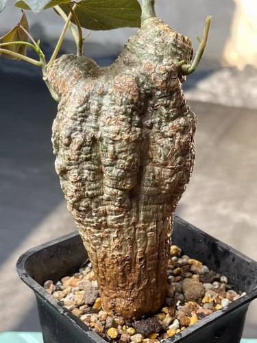 7x12cm rare live - live, plant