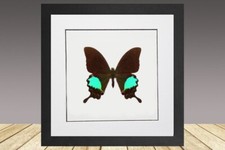 Papilio paris, the Paris