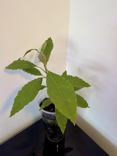 Giant avocado baby - avocado,
