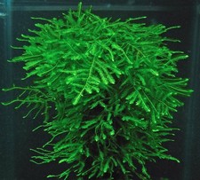 Java Moss Live Plant