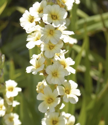 Sisyrinchium striatum - 🌼10,