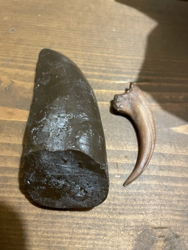 Dinosaur replica tooth - tooth, &