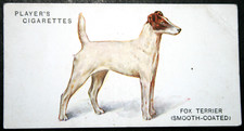FOX  TERRIER  Smooth-Coated   Vintage  1931 Illustrated Card  FE06M