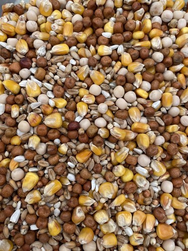 Pigeon corn 20kg - corn, all